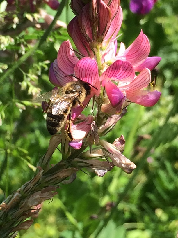 Abeille sur Sainfoin